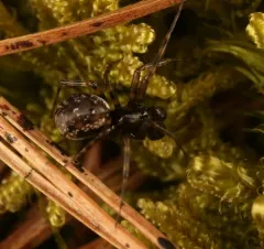 Latticed Sheet-web Weaver thumbnail 2