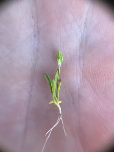 Bristly Mousetail