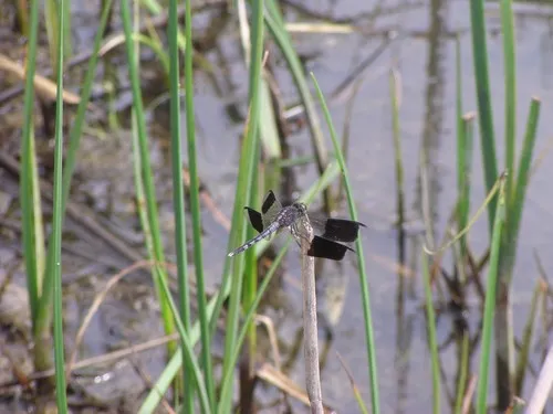 Band-winged Dragonlet