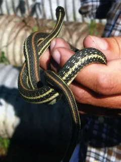 Western Ribbon Snake thumbnail 2