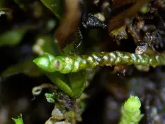 Small Mousetail Moss thumbnail 3