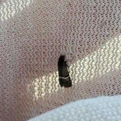 Purple Fairy Moth thumbnail 2