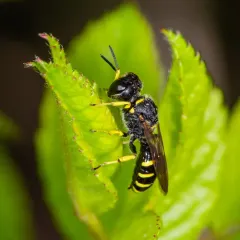 Ectemnius lapidarius thumbnail 2