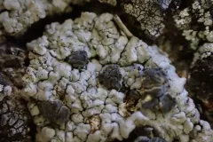 Trapeliopsis glaucopholis thumbnail 3