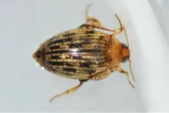 Haliplus fulvus thumbnail 3