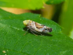 Hishimonus sellatus thumbnail 4