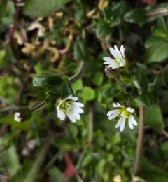 Common mouse-ear chickweed thumbnail 3