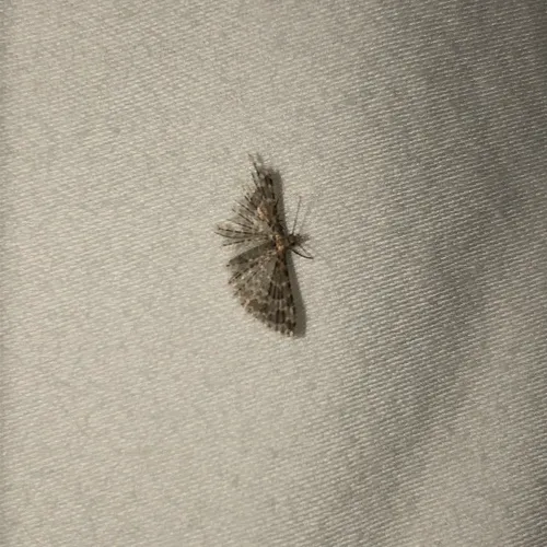 Montana Six-plume Moth