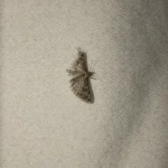 Montana Six-plume Moth thumbnail 1