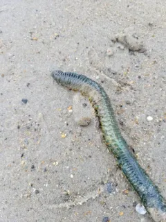 King Ragworm thumbnail 3
