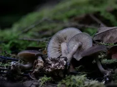 Attenuated Fieldcap thumbnail 1