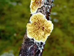 Pseudomerulius aureus thumbnail 2