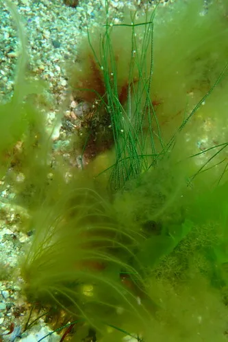 Chaetomorpha melagonium