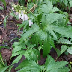 large toothwort thumbnail 3