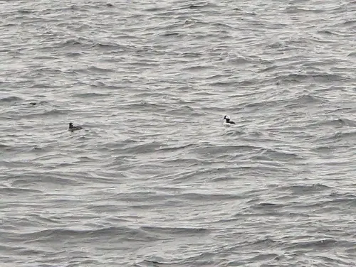 Bufflehead