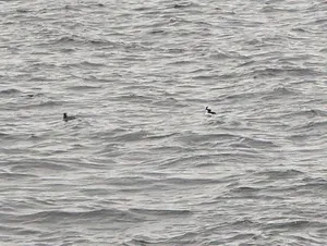 Bufflehead