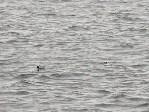 Bufflehead thumbnail 2