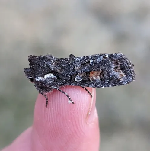 Plush-naped Pinion