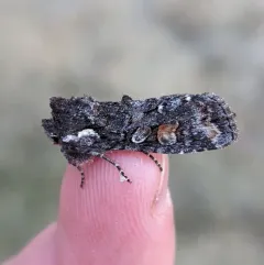 Plush-naped Pinion thumbnail 1