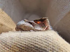 Curve-lined Bird-dropping Moth thumbnail 4