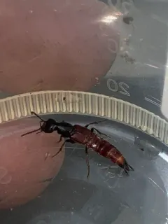 Hesperus baltimorensis thumbnail 3