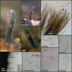 Morrisographium persicae thumbnail 2