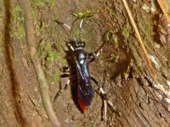 Ichneumon devinctor thumbnail 3