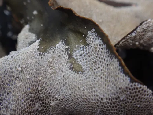 Tegella unicornis