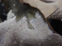 Tegella unicornis thumbnail 1
