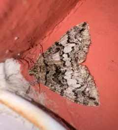Hydriomena albifasciata thumbnail 3