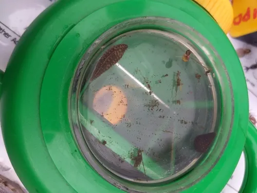 Brook Leech