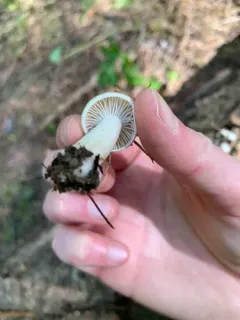 Hygrophorus vernalis thumbnail 2