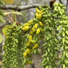 Taphrina johansonii thumbnail 2