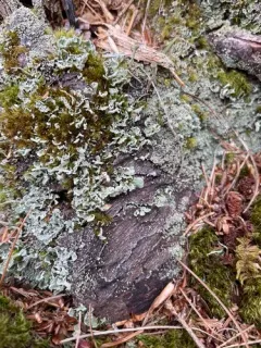 Finger Cup Lichen thumbnail 3