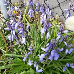 Spanish Bluebell thumbnail 2