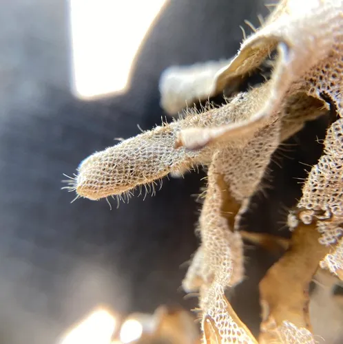 Hairy Sea-mat