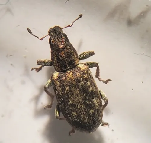 Sweetclover weevil