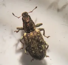 Sweetclover weevil thumbnail 1