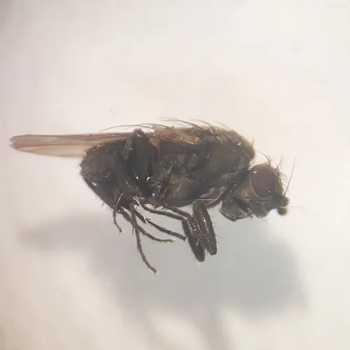 Rachispoda fumipennis