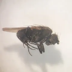 Rachispoda fumipennis thumbnail 1