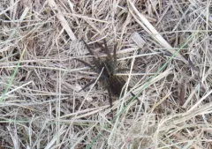 Georgia Wolf Spider thumbnail 2