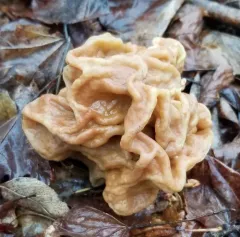Giant's False Morel thumbnail 4