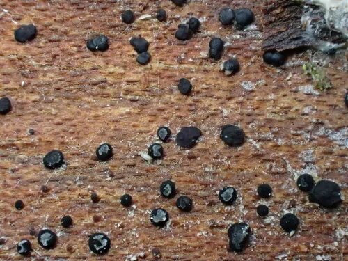 Bloxamia truncata