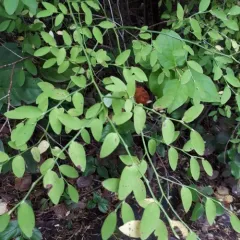 Red Huckleberry thumbnail 2