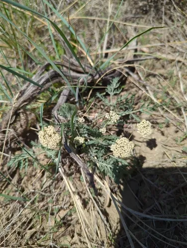 Oriental Desert-parsley