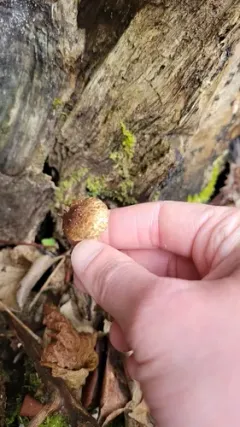 Cystoagaricus lepidotoides thumbnail 2