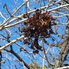 Ash Flower Gall Mite thumbnail 4