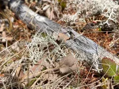 Reindeer Lichen thumbnail 1