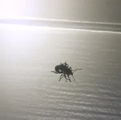 Lilac Root Weevil thumbnail 2