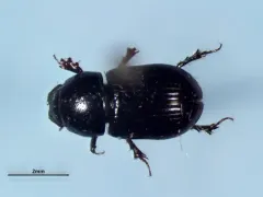 Calamosternus granarius thumbnail 4